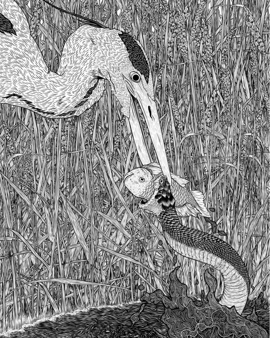 THE SNAKE THE HERON AND THE FISH